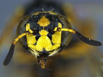 Media type: image;   Entomology 13755 Aspect: head frontal view